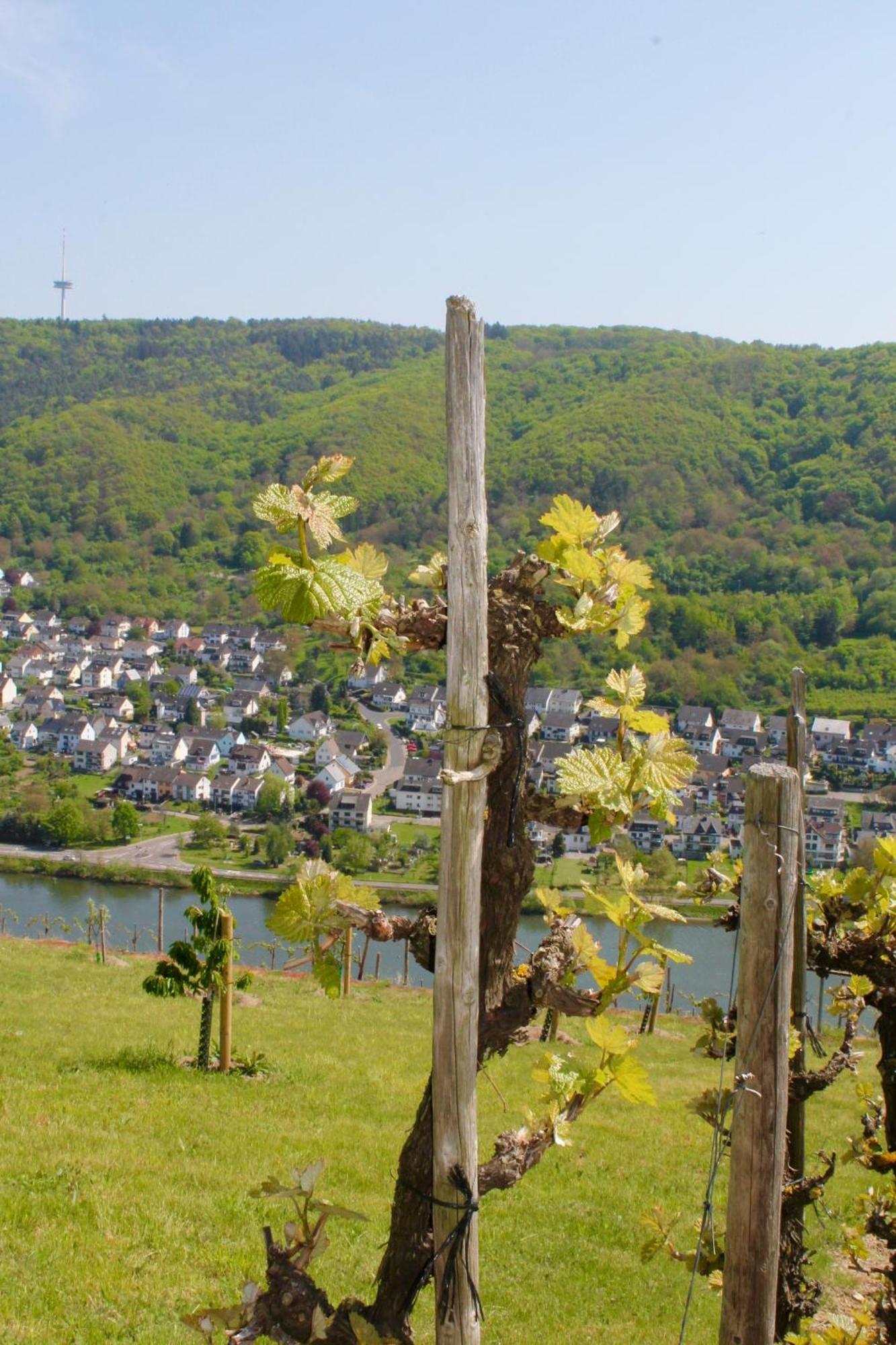 Ferienwohnung Auf Der Moselhoehe - Naehe Koblenz Und Cochem Dieblich Bagian luar foto